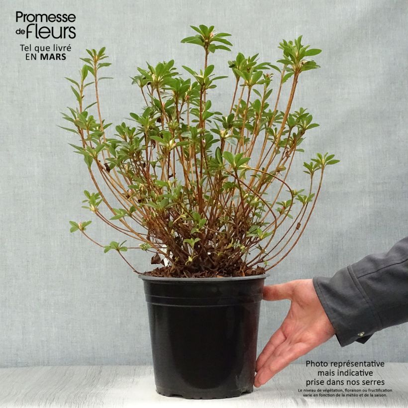 Spécimen de Azalée du Japon Sylvester - Rhododendron hybride en pot de 4l/5l tel que livré au printemps