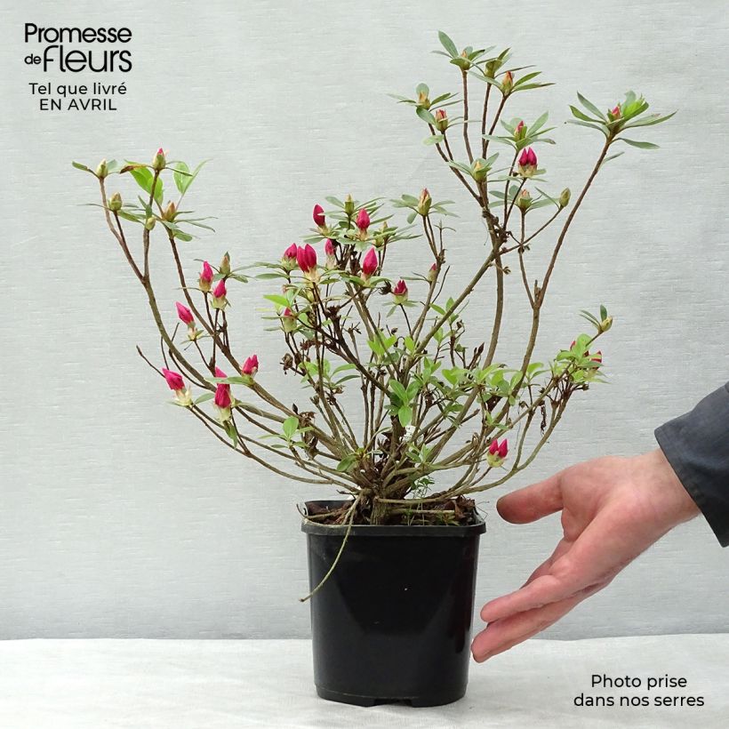 Spécimen de Azalée du Japon Vuyk's Rosyred - Rhododendron hybride. tel que livré au printemps