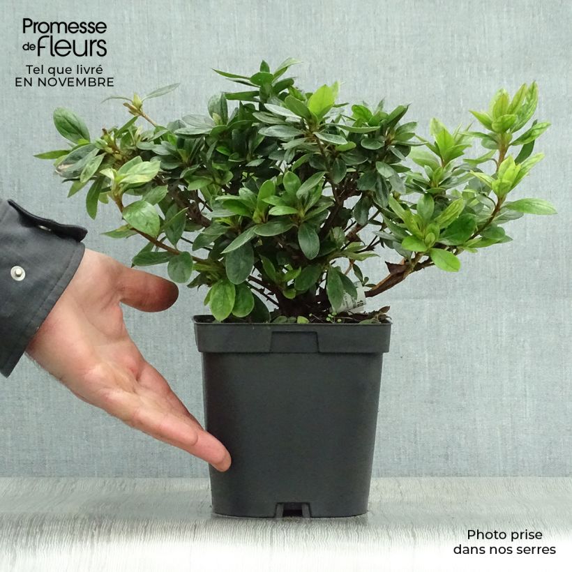 Spécimen de Azalée du Japon Vuyk's Rosyred - Rhododendron hybride. tel que livré en automne