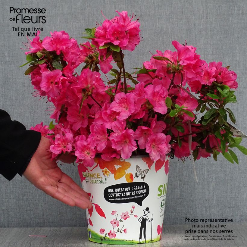 Spécimen de Azalée du Japon Vuyk's Rosyred - Rhododendron hybride. Pot de 4L/5LHauteur livrée env. 30/40cm tel que livré au printemps