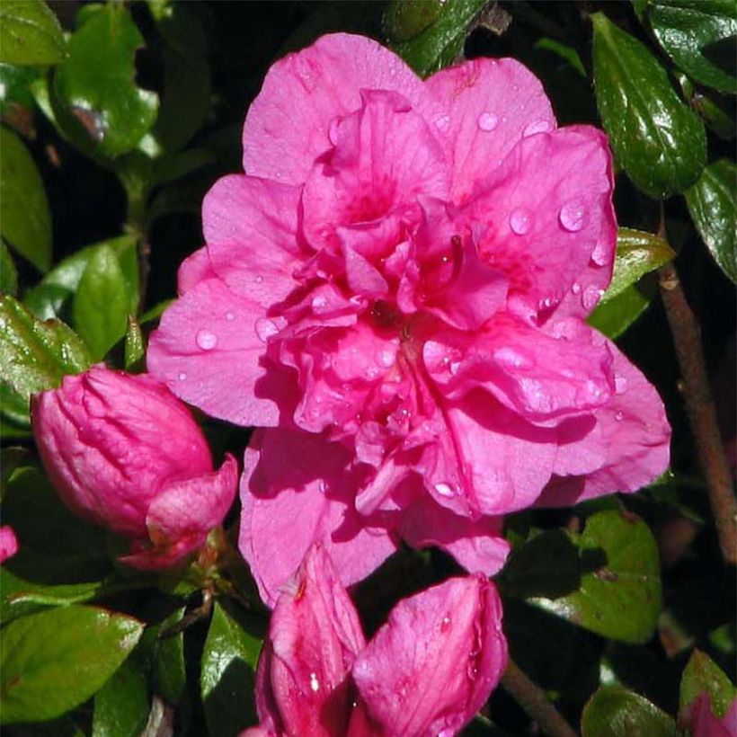 Azalée du Japon Vuyk's Scarlet - Rhododendron hybride. (Floraison)