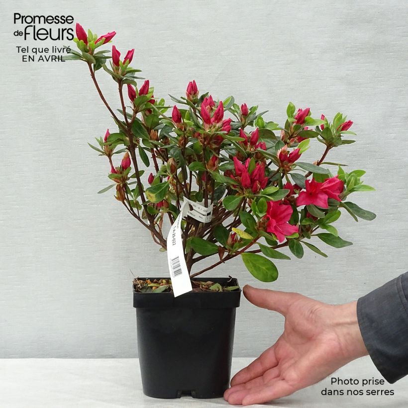 Spécimen de Azalée du Japon Vuyk's Scarlet - Rhododendron hybride. tel que livré au printemps
