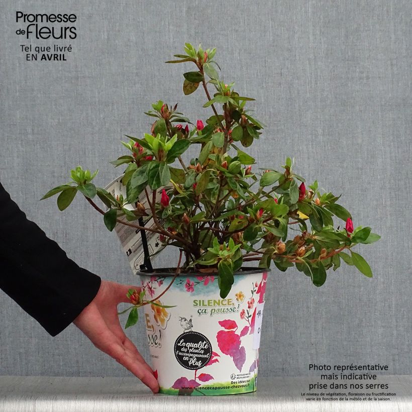 Spécimen de Azalée du Japon Vuyk's Scarlet - Rhododendron hybride. - Pot 4L/5L tel que livré au printemps