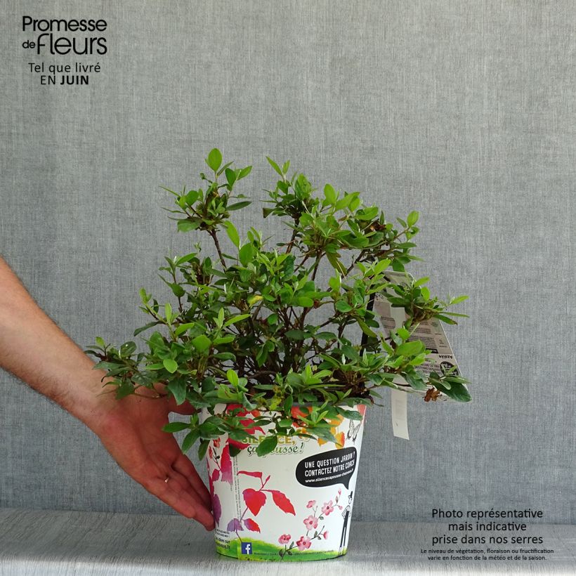 Spécimen de Azalée du Japon Vuyk's Rosyred - Rhododendron hybride. Pot de 2L/3L tel que livré en été