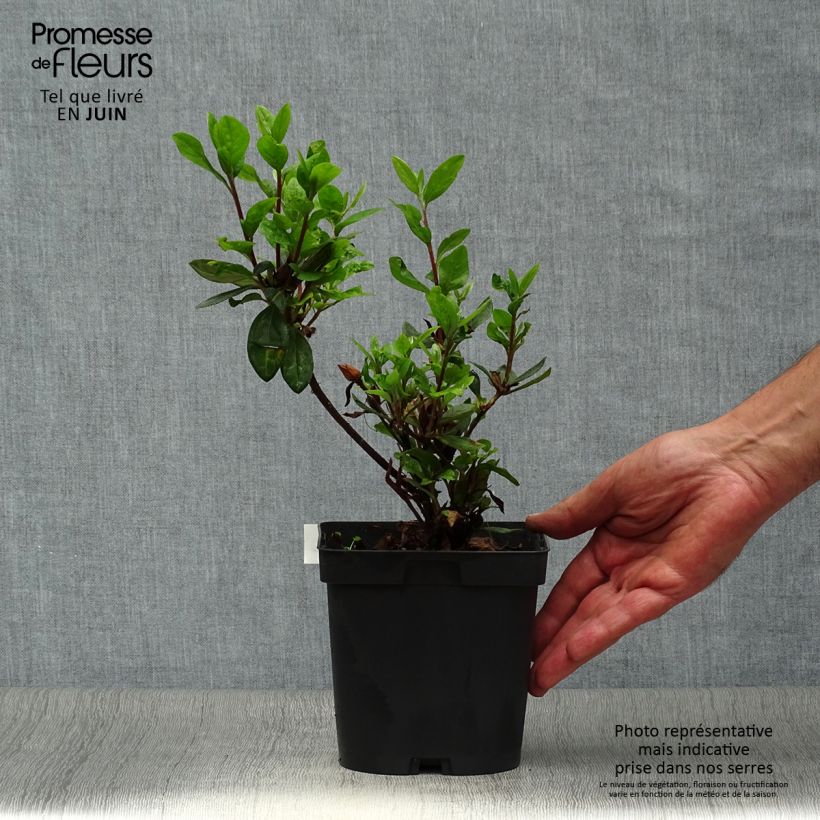 Spécimen de Azalée du Japon Vuyk's Scarlet - Rhododendron hybride. Pot de 2L/3L tel que livré en été