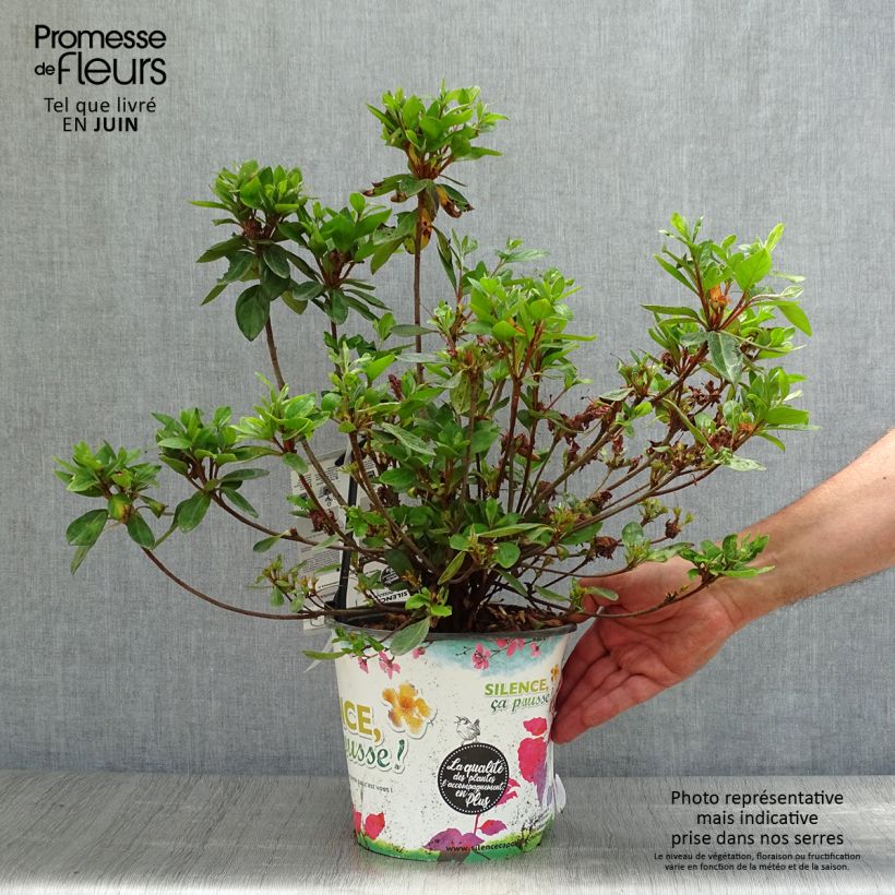 Spécimen de Azalée du Japon Vuyk's Scarlet - Rhododendron hybride. Pot de 4L/5L tel que livré en été