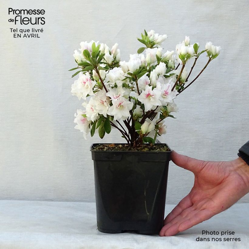 Spécimen de Azalée du Japon White Prince - Rhododendron hybride tel que livré au printemps