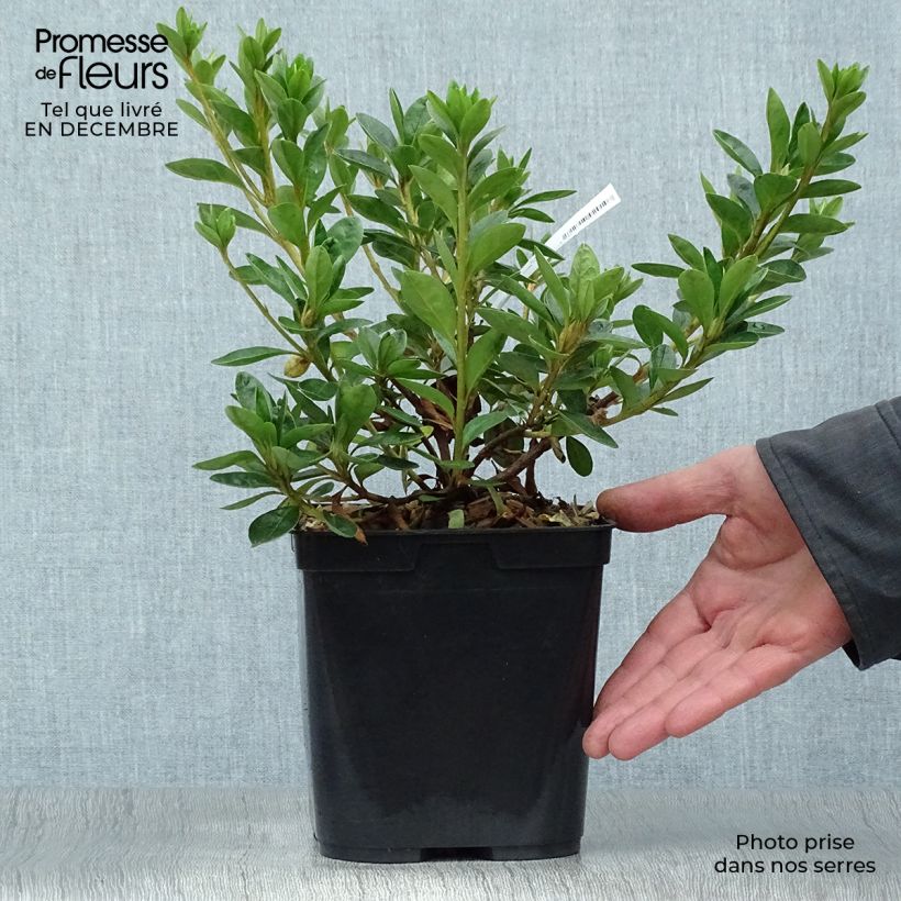 Spécimen de Azalée du Japon White Prince - Rhododendron hybride tel que livré en hiver