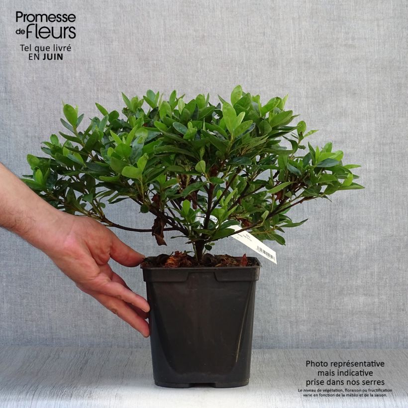 Spécimen de Azalée du Japon White Prince - Rhododendron hybride Pot de 2L/3L tel que livré en été