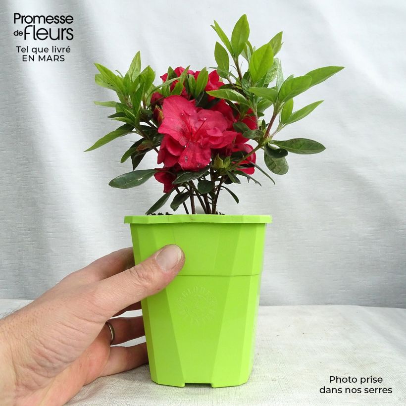 Spécimen de Azalée hybride ENCORE Autumn Fire en pot de 1L/1,5L tel que livré au printemps