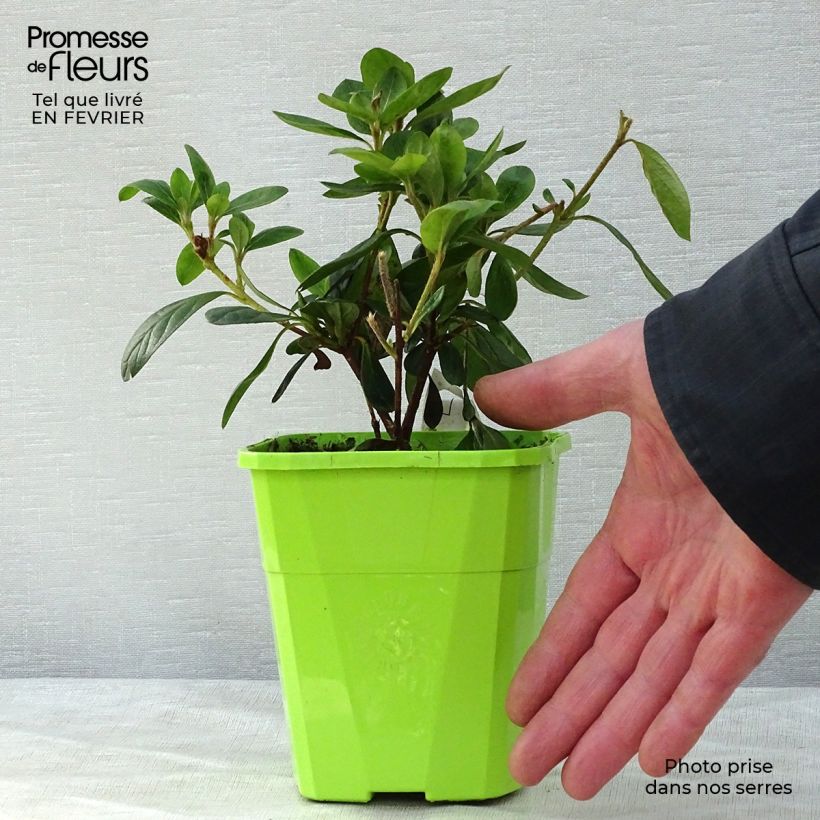 Spécimen de Azalée hybride ENCORE® Bonfire en pot de 1L/1,5L tel que livré en hiver