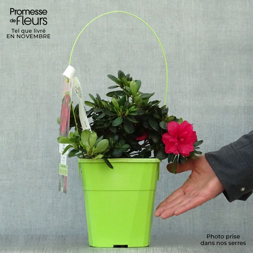 Spécimen de Azalée hybride ENCORE® Bonfire Pot de 3L/4L tel que livré en automne