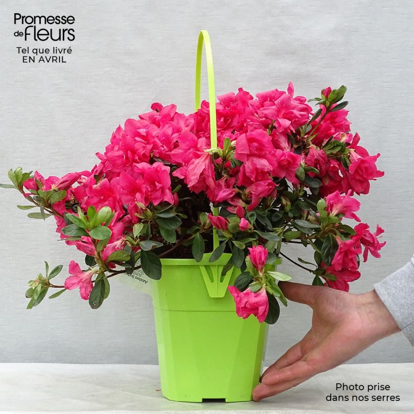 Spécimen de Azalée hybride ENCORE® Bonfire en pot de 3L/4L tel que livré au printemps