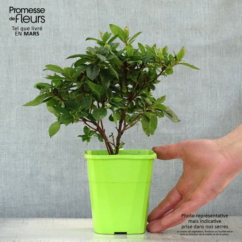 Spécimen de Azalée hybride ENCORE® Carnival Pot de 1L/1,5L tel que livré au printemps