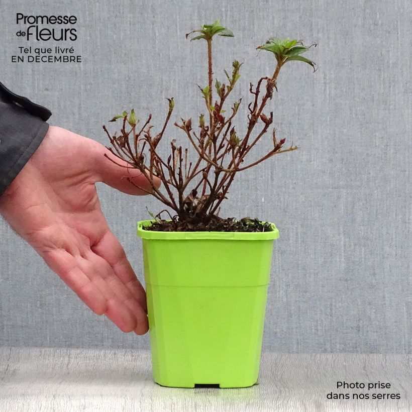 Spécimen de Azalée hybride ENCORE® Debutante Pot de 1L/1,5L tel que livré en hiver