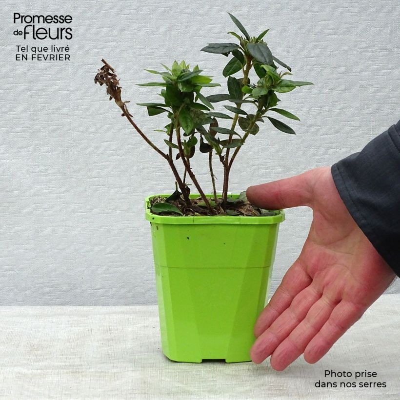 Spécimen de Azalée hybride ENCORE® Empress Pot de 1L/1,5L tel que livré en hiver
