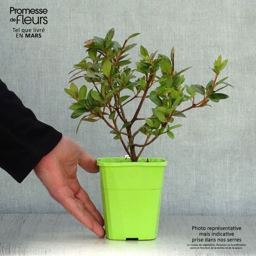 Spécimen de Azalée hybride ENCORE® Empress Pot de 1L/1,5L tel que livré au printemps