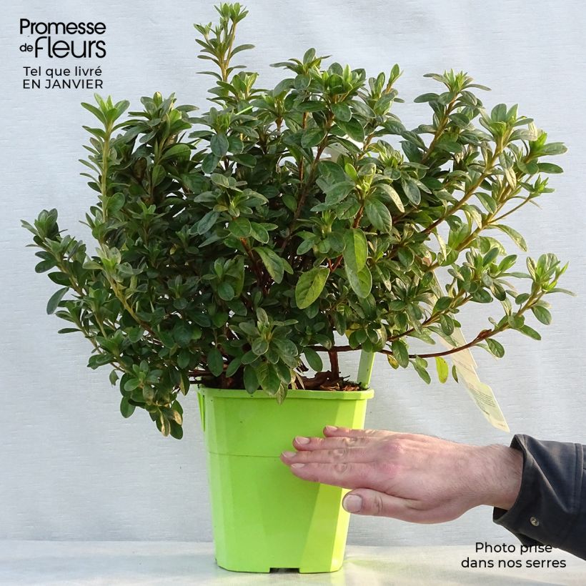 Spécimen de Azalée hybride ENCORE® Ivory Pot de 3L/4L tel que livré en hiver