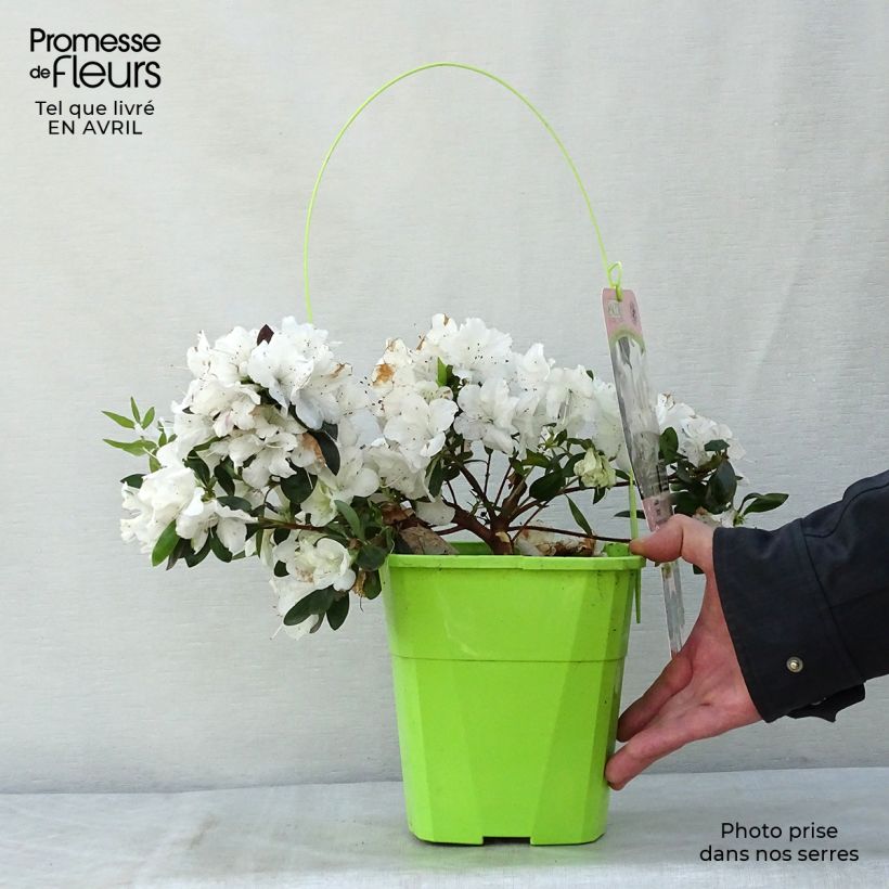 Spécimen de Azalée hybride ENCORE® Ivory en pot de 3L/4L tel que livré au printemps