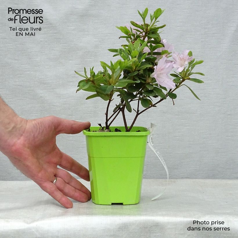 Spécimen de Azalée hybride ENCORE® Ivory en pot de 1L/1,5L tel que livré au printemps