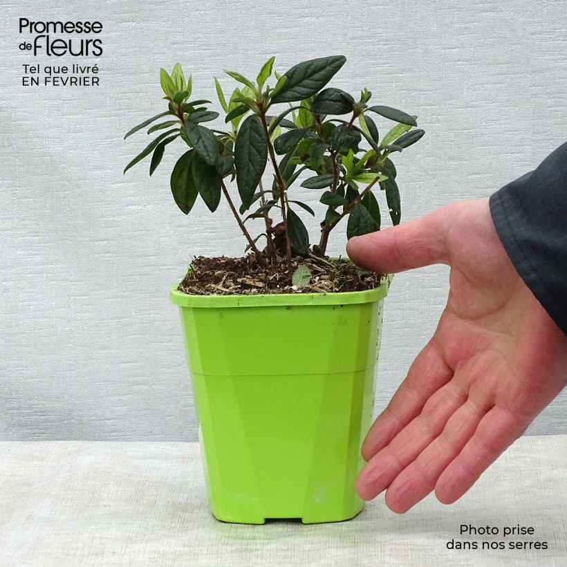 Spécimen de Azalée hybride ENCORE® Jewel Pot de 1L/1,5L tel que livré en hiver