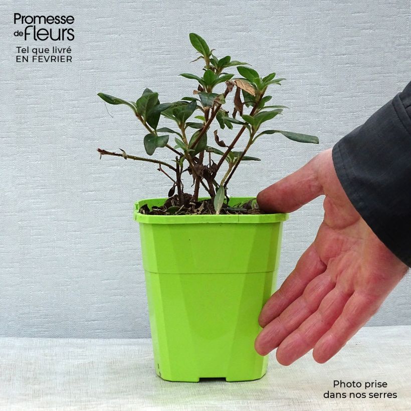 Spécimen de Azalée hybride ENCORE® Princess Pot de 1L/1,5L tel que livré en hiver
