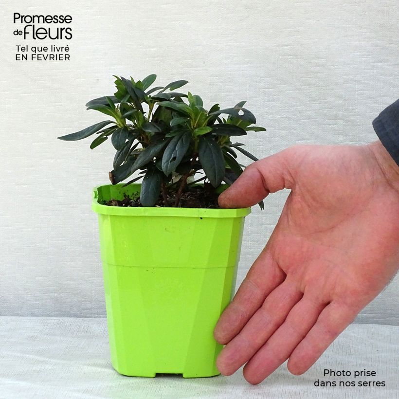 Spécimen de Azalée hybride ENCORE® Ruby Pot de 1L/1,5L tel que livré en hiver