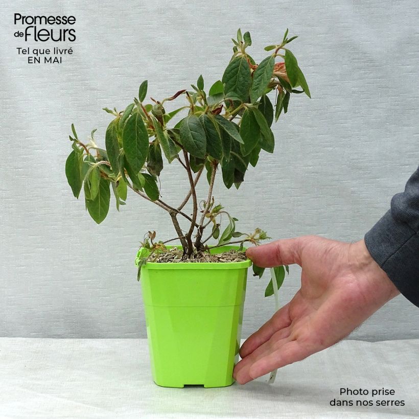 Spécimen de Azalée hybride ENCORE® Sundance Pot de 1L/1,5L tel que livré au printemps