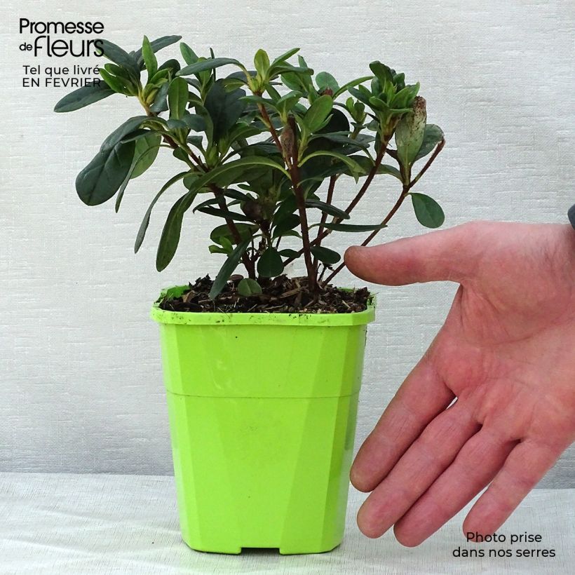 Spécimen de Azalée hybride ENCORE® Sunset en pot de 1L/1,5L tel que livré en hiver