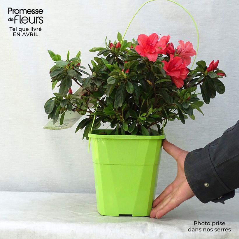 Spécimen de Azalée hybride ENCORE® Sunset en pot de 3L/4L tel que livré au printemps