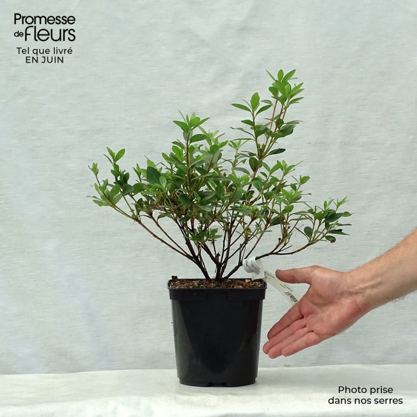 Spécimen de Azalée japonaise - Azalea japonica Arabesk tel que livré en ete