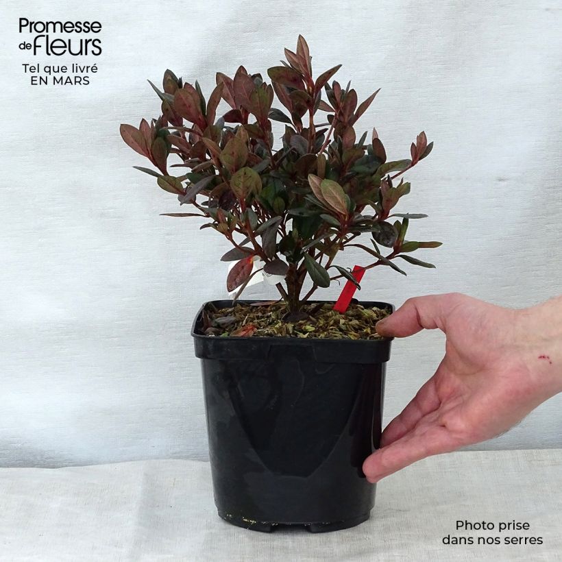 Spécimen de Azalée japonaise - Azalea japonica Arabesk en pot de 1.5L/2L tel que livré au printemps