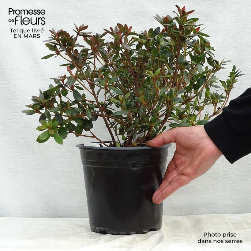 Spécimen de Azalée japonaise - Azalea japonica Arabesk en pot de 4l/5l tel que livré au printemps