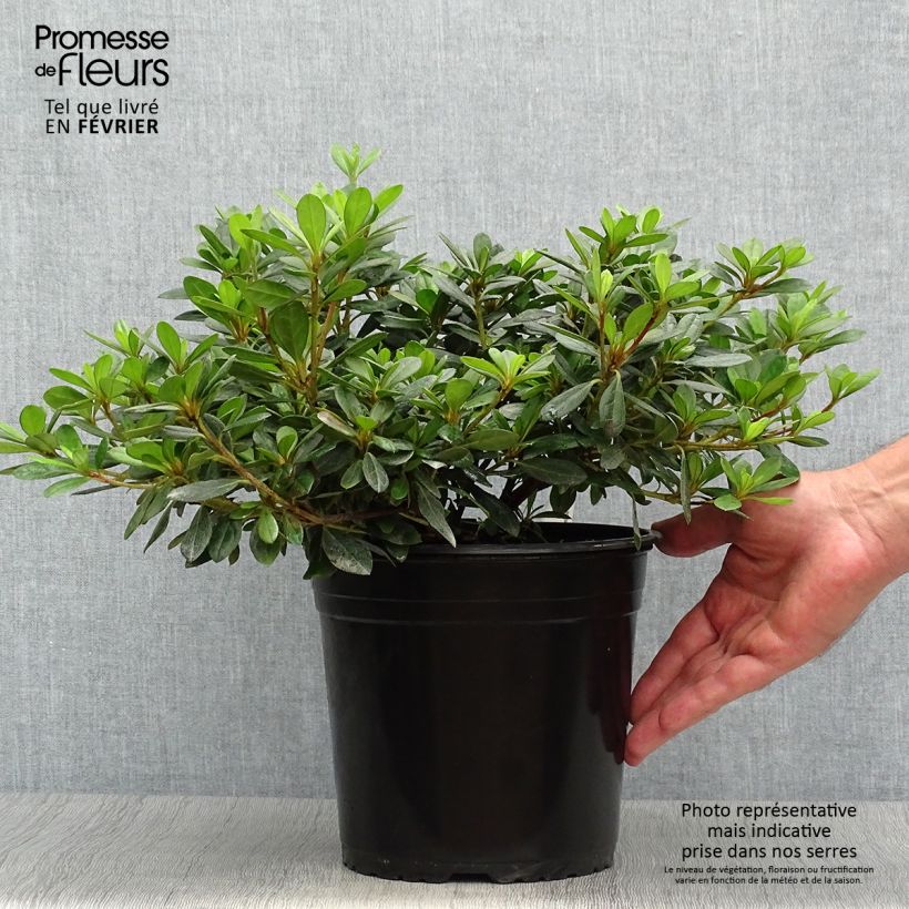 Spécimen de Azalée japonaise - Azalea japonica Arabesk Pot de 3L/4L tel que livré en automne
