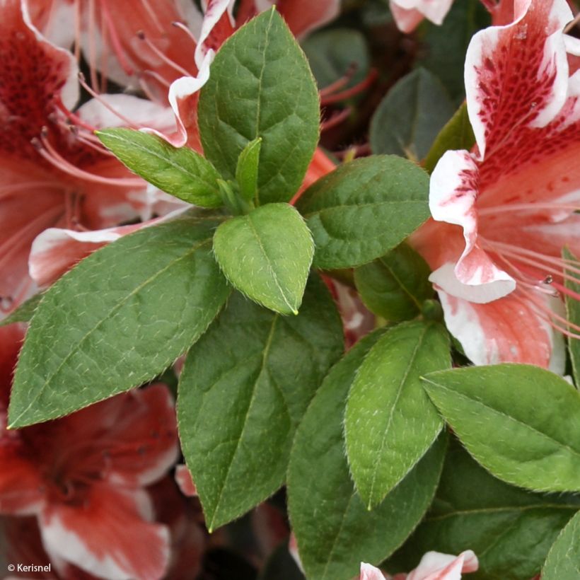 Azalée japonaise - Azalea japonica Ben Morrisson  (Feuillage)