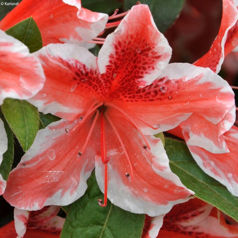 Azalée japonaise - Azalea japonica Ben Morrisson  (Floraison)