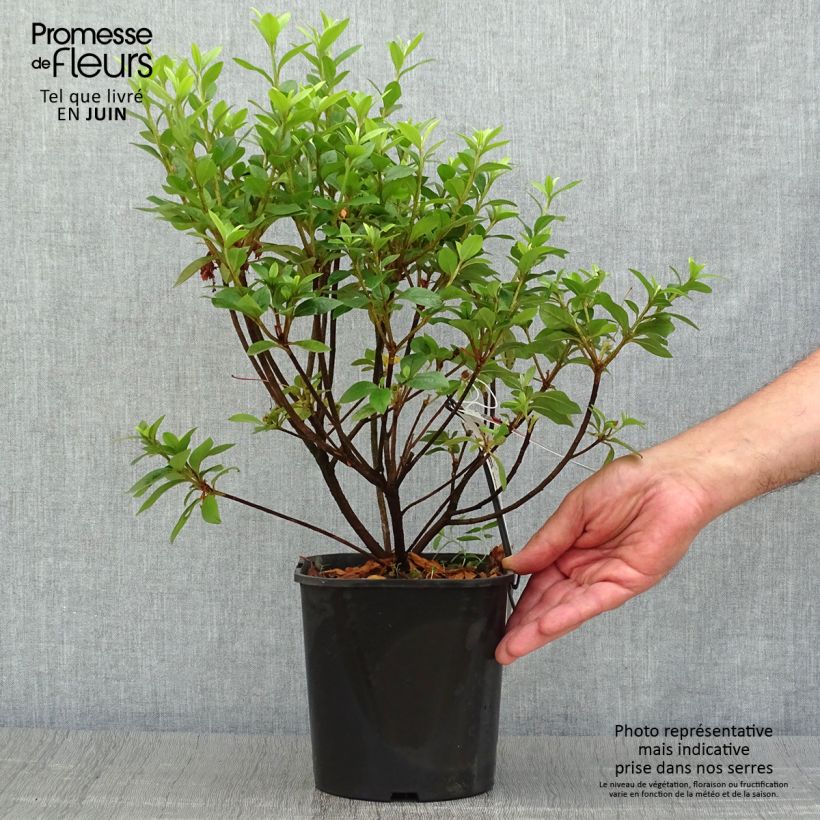 Spécimen de Azalée japonaise - Azalea japonica Ben Morrisson  Pot de 2L/3L tel que livré en été
