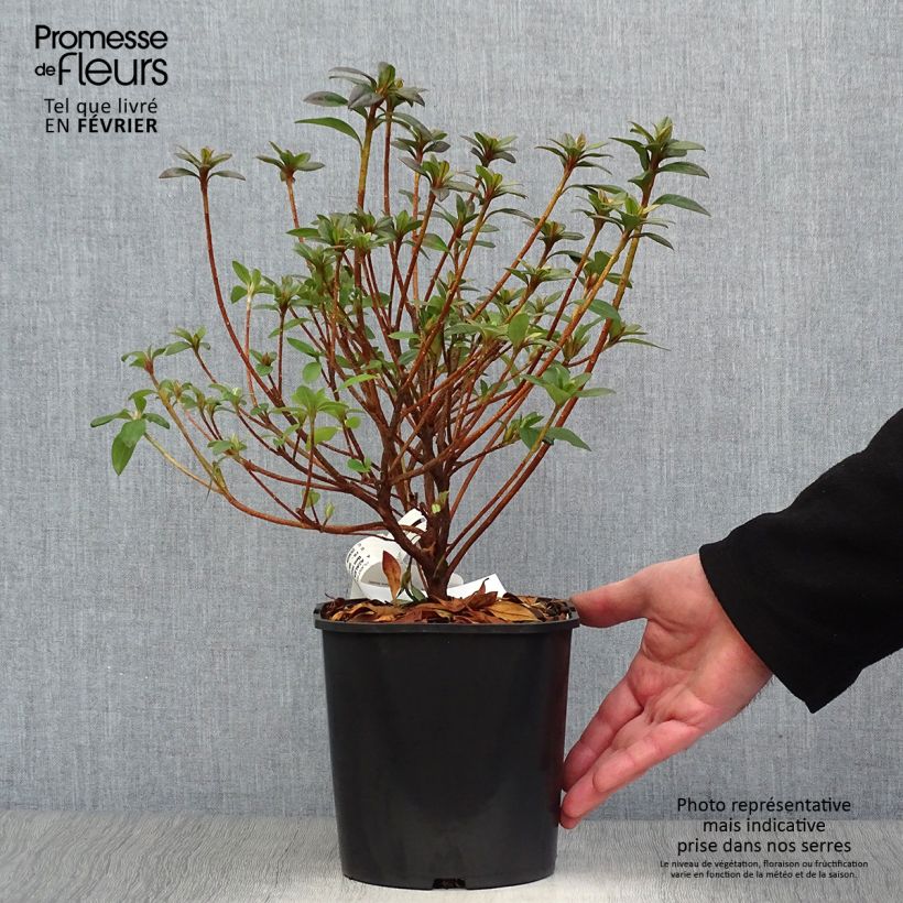 Spécimen de Azalée japonaise - Azalea japonica Ben Morrisson  tel que livré en hiver