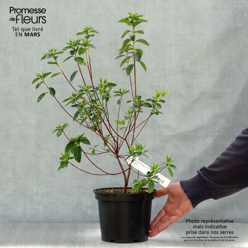 Spécimen de Azalée japonaise Dorothy Heiden Pot de 2L/3LHauteur livrée env. 20/30cm tel que livré au printemps
