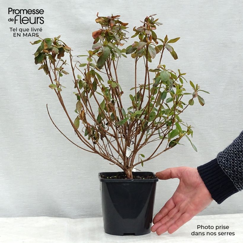 Spécimen de Azalée japonaise Gilbert Mullie Pot de 2L/3LHauteur livrée env. 20/30cm tel que livré au printemps