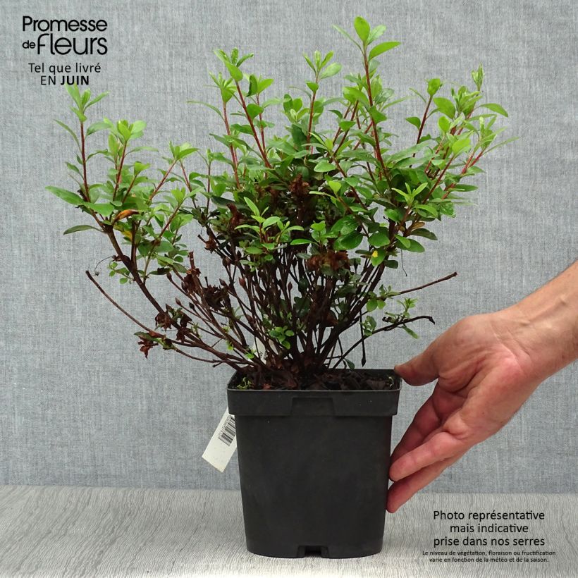 Spécimen de Azalée japonaise - Azalea japonica Manuska Pot de 2L/3L tel que livré en été