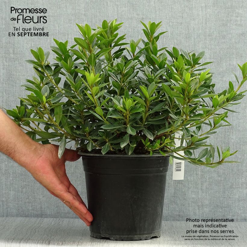 Spécimen de Azalée du Japon Purple Splendor - Rhododendron hybride Pot de 4L/5L tel que livré en automne