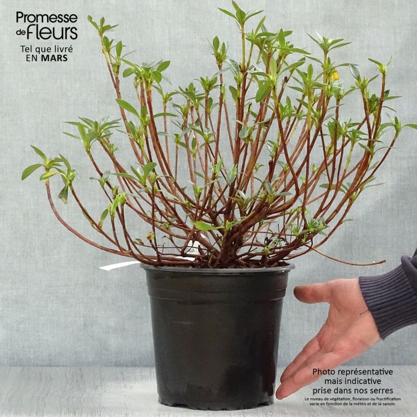 Spécimen de Azalée du Japon Purple Splendor - Rhododendron hybride Pot de 4L/5LHauteur livrée env. 30/40cm tel que livré au printemps