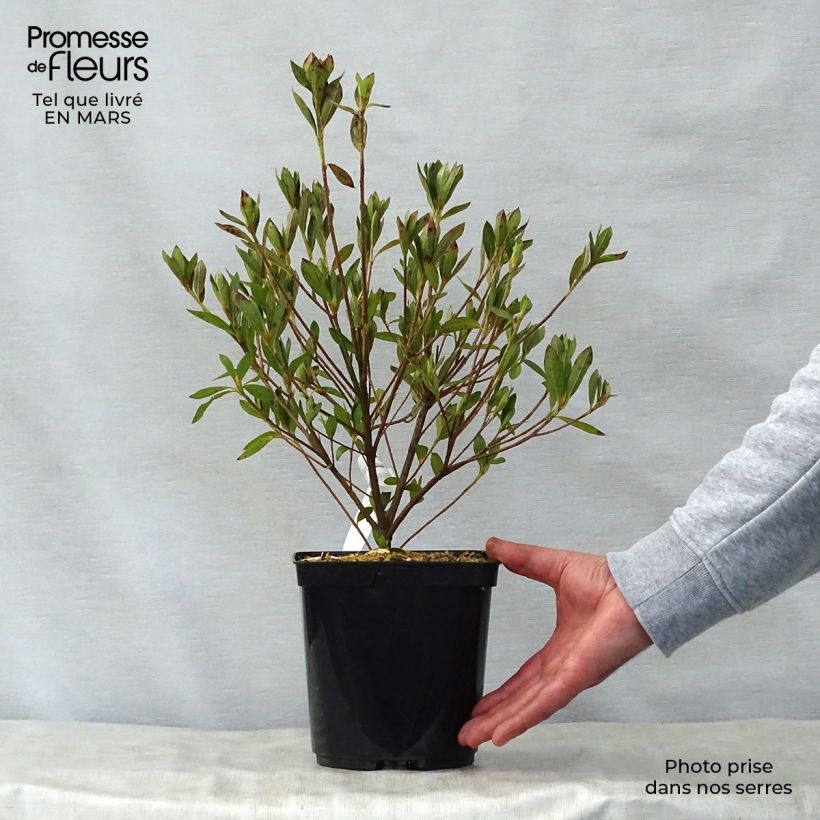 Spécimen de Azalée japonaise Rosa King Pot de 2L/3LHauteur livrée env. 20/30cm tel que livré au printemps