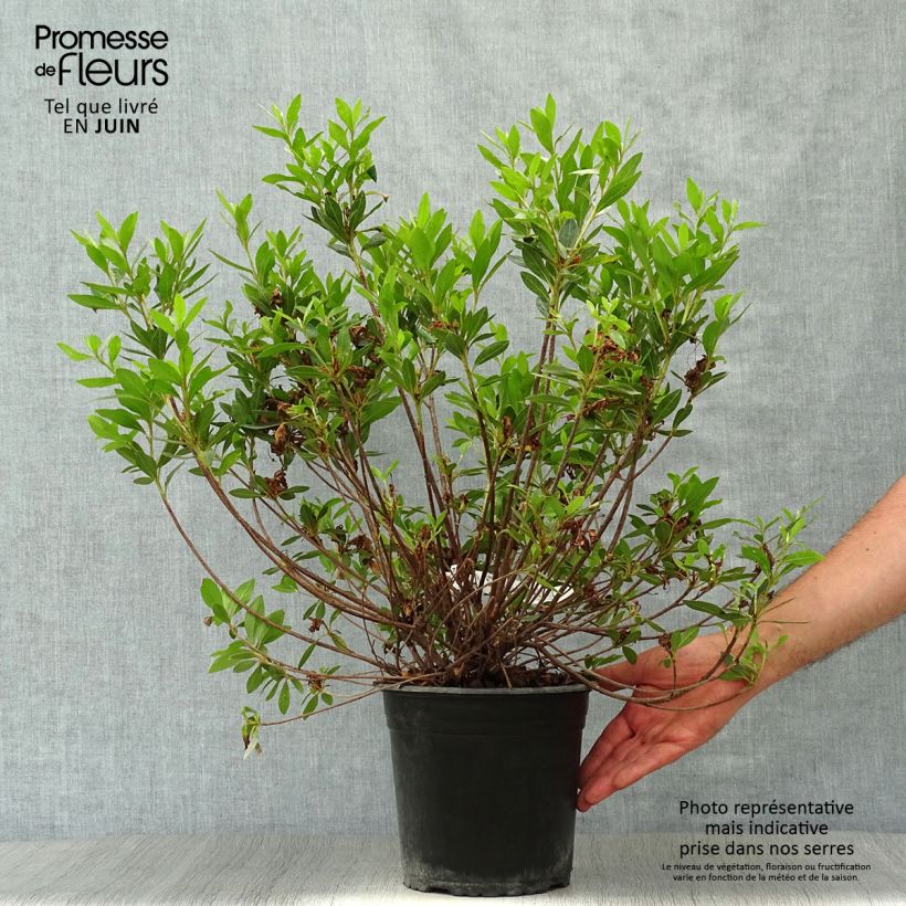 Spécimen de Azalée japonaise Rosa King Pot de 4L/5L tel que livré en été