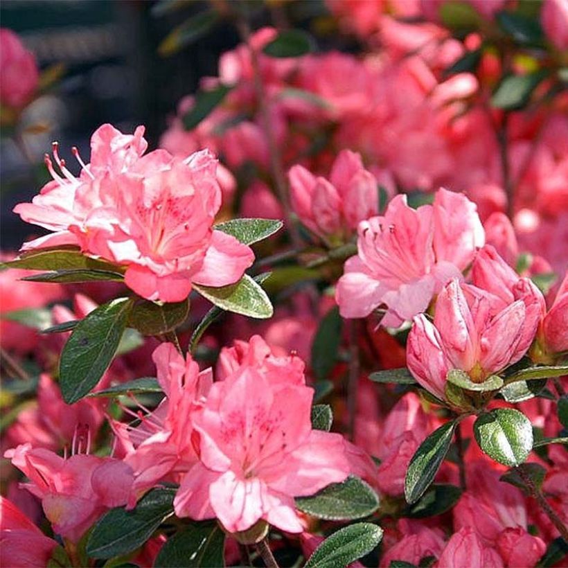 Azalée japonaise Blaauw's Pink - Rhododendron hybride (Floraison)