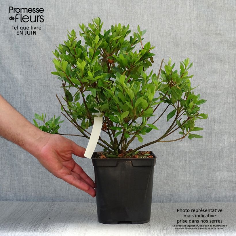 Spécimen de Azalée japonaise Blaauw's Pink - Rhododendron hybride Pot de 2L/3L tel que livré en été