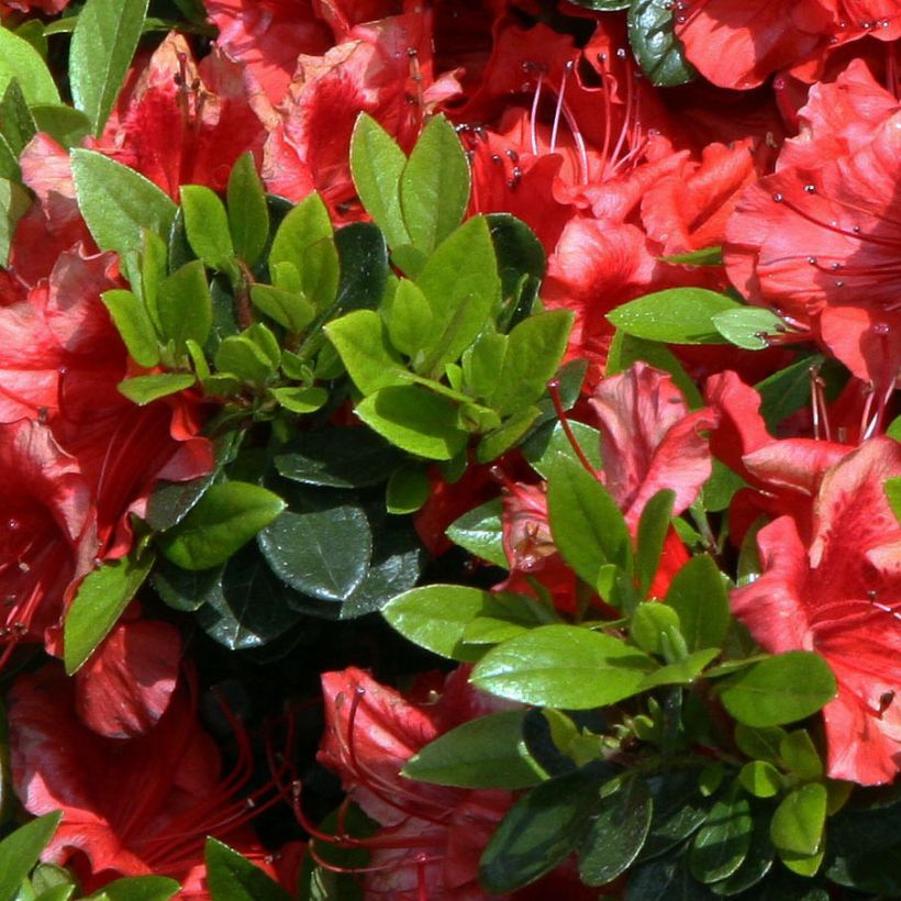 Azalée japonaise Girard's Scarlet - Rhododendron hybride (Feuillage)