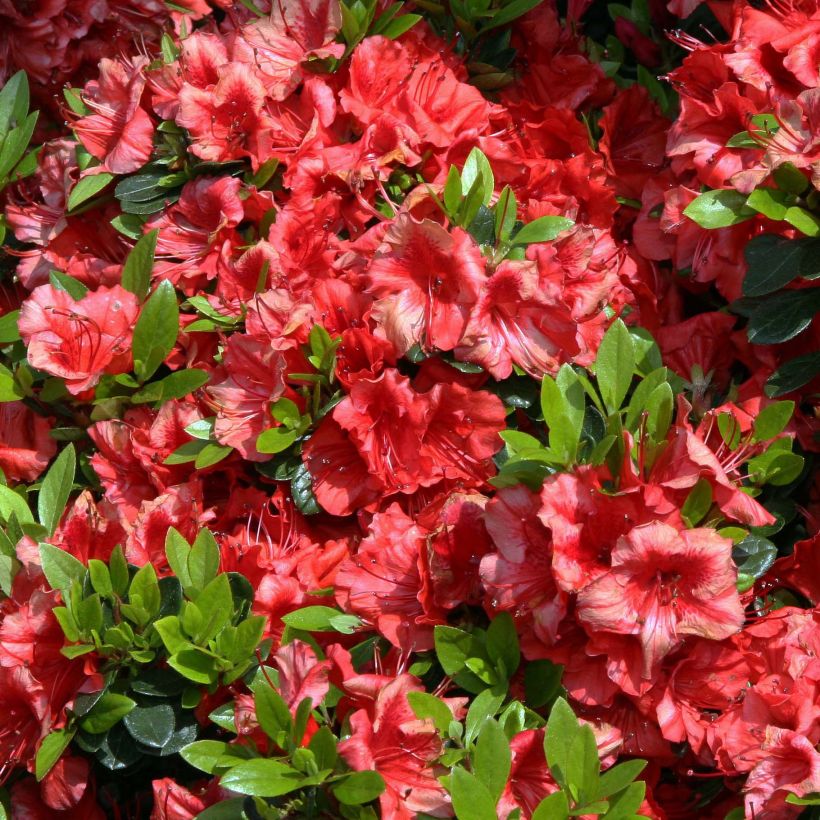 Azalée japonaise Girard's Scarlet - Rhododendron hybride (Floraison)