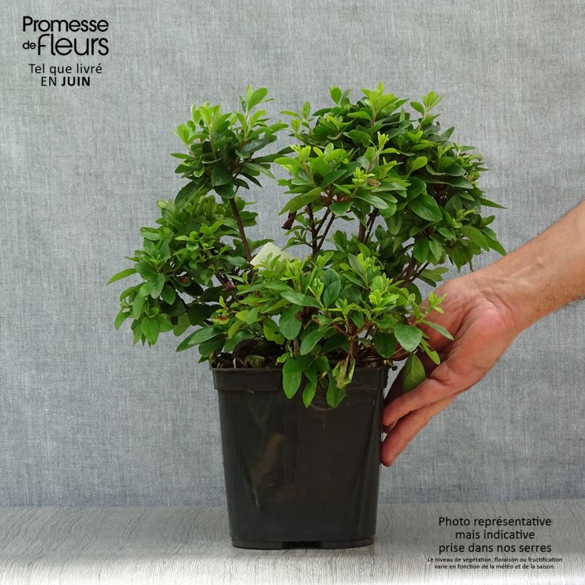 Spécimen de Azalée japonaise Girard's Scarlet - Rhododendron hybride Pot de 2L/3L tel que livré en été